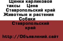 Щенки карликовой таксы  › Цена ­ 1 500 - Ставропольский край Животные и растения » Собаки   . Ставропольский край